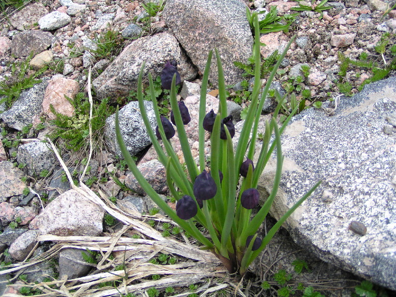 image78
