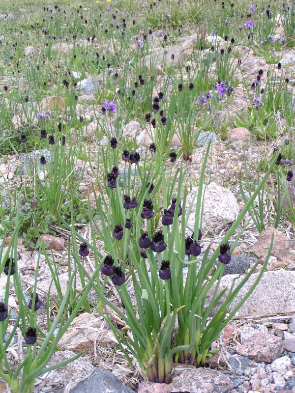 image79