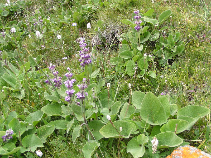 image81